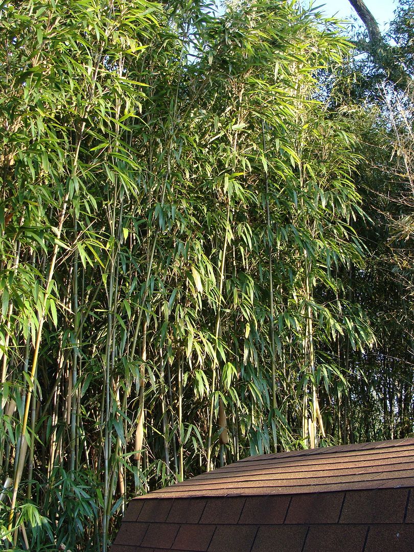 Visit to Dave Andrew's bamboo gardens lots of pictures bambooweb.info